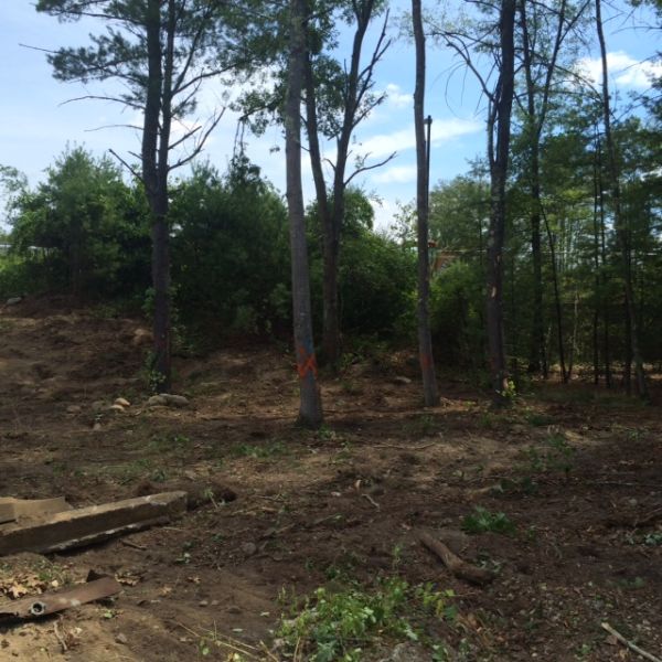 Scrub tree removal Scrub tree removal